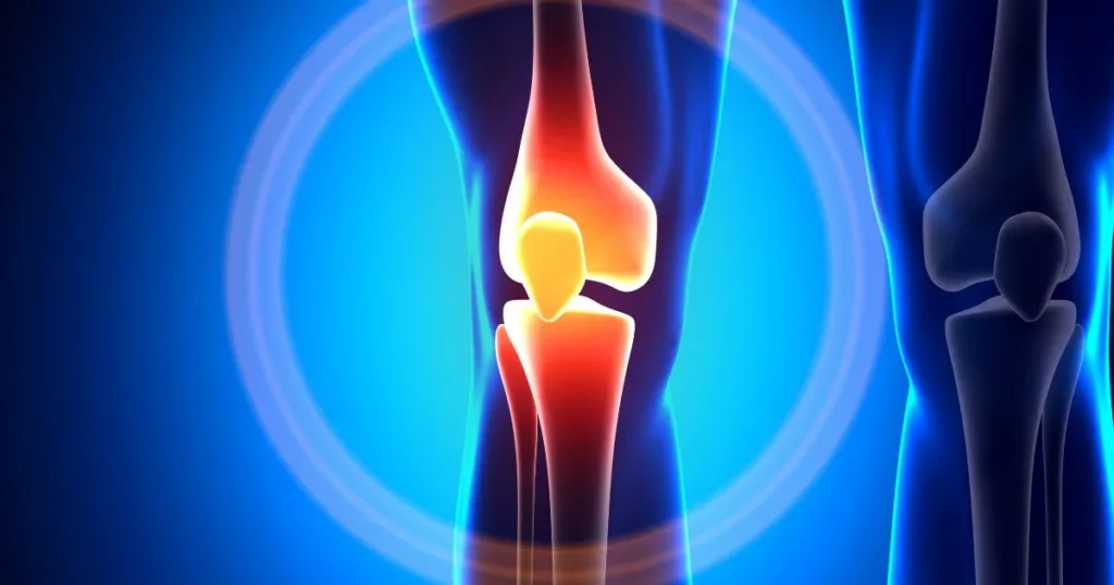 Anatomy of the human knee